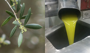 Choosing the best olive oil for freshness and flavour